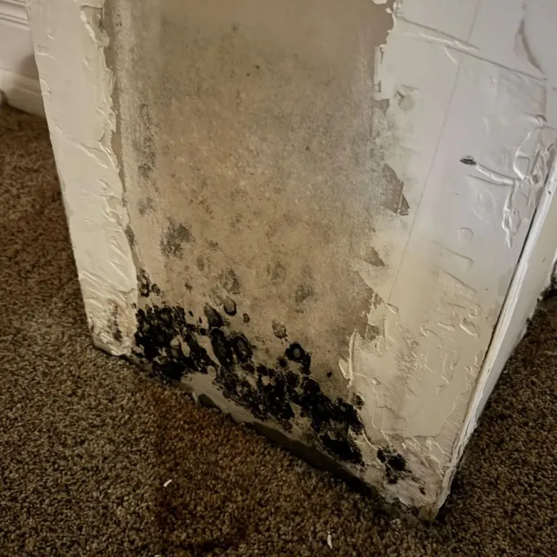 Professional Mold Removal in Carlsbad, CA